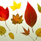 Illustration for article titled Shooting Challenge Fall Leaves Gallery 10